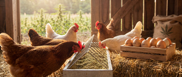 Hempseed meal poultry feed approval 2026